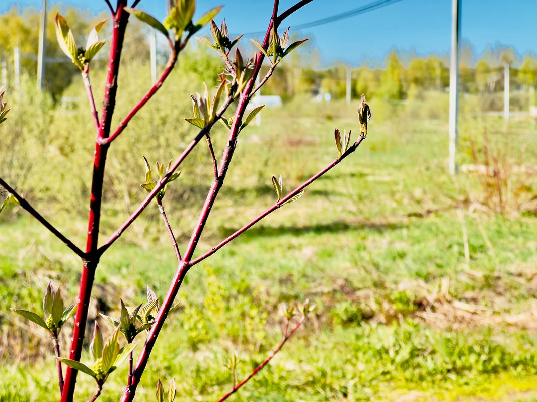 Москва и МО, Московская обл, Хотьково, деревня Старожелтиково; Участок на участке 25 сот.
