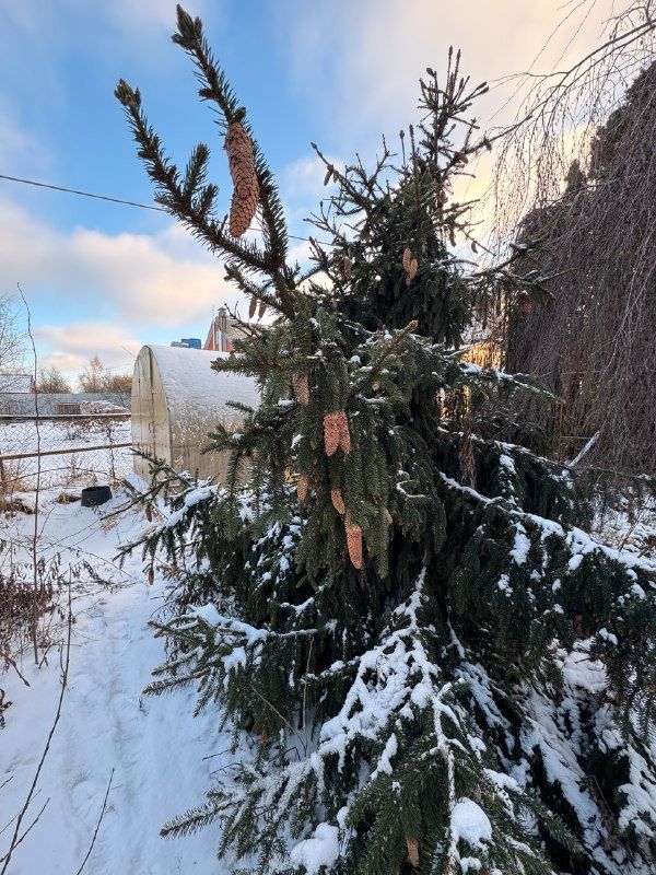 Александров Дом