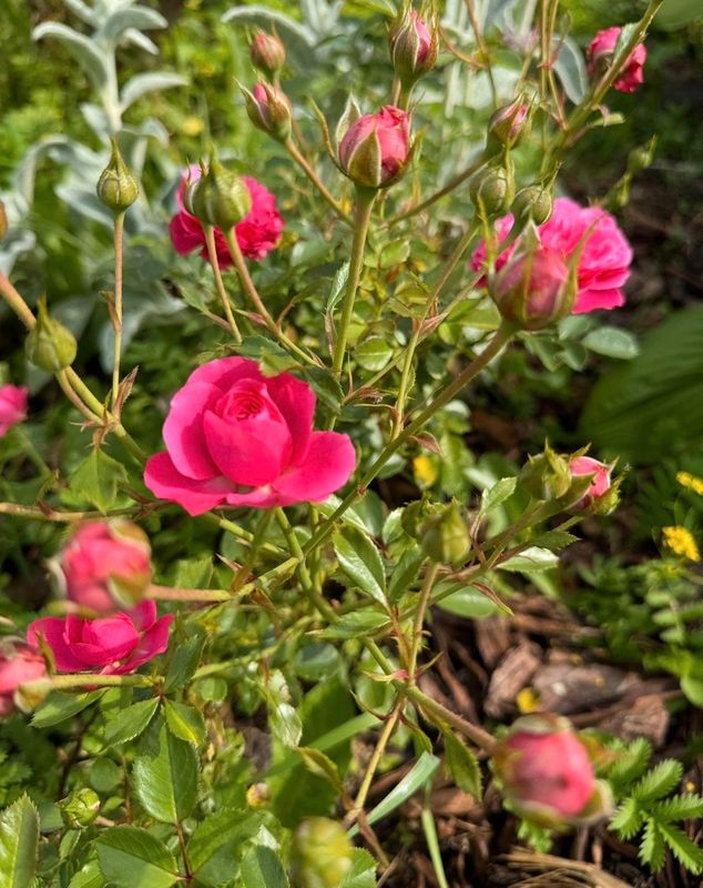 Сергиев Посад Дом