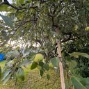 Сергиев Посад Участок